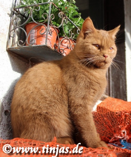 Britisch Kurzhaar Katze cinnamon</A>